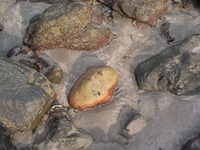 Rocks on the Beach (DI01214)