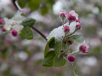Crab apple buds on a snowy spring day  (DI02622)