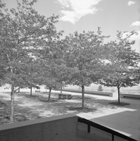 Mesa Laboratory tree plaza