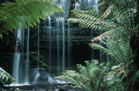 Waterfall--Mt. Field, Tasmania (DI00623), Photo by Carlye Calvin
