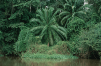 Palm forest on the Sangha River, Congo (DI00754), Photo by Lee Klinger