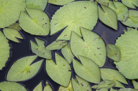 Water lily pads (DI02193)