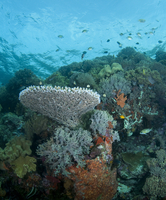 Coral reef (DI02233) Photo by Kathy Krucker